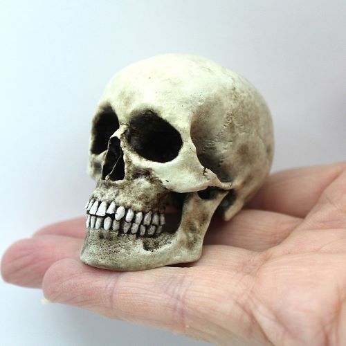 Anatomically Correct HUMAN FULL SKULL