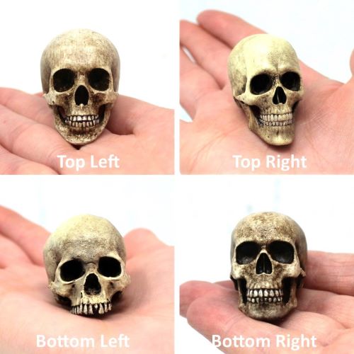 SMALL REAL Skulls Selection