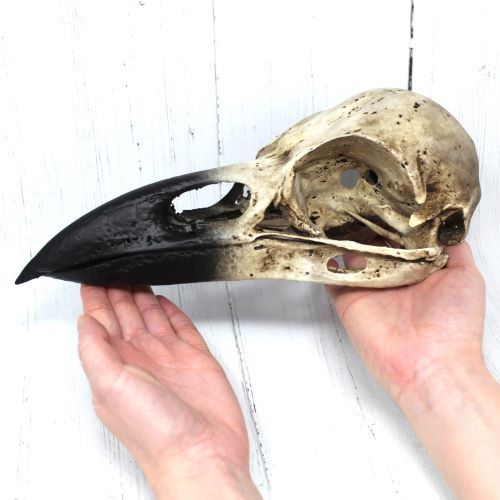 Raven Skull taken from Scan of TOWER OF LONDON Raven Skull
